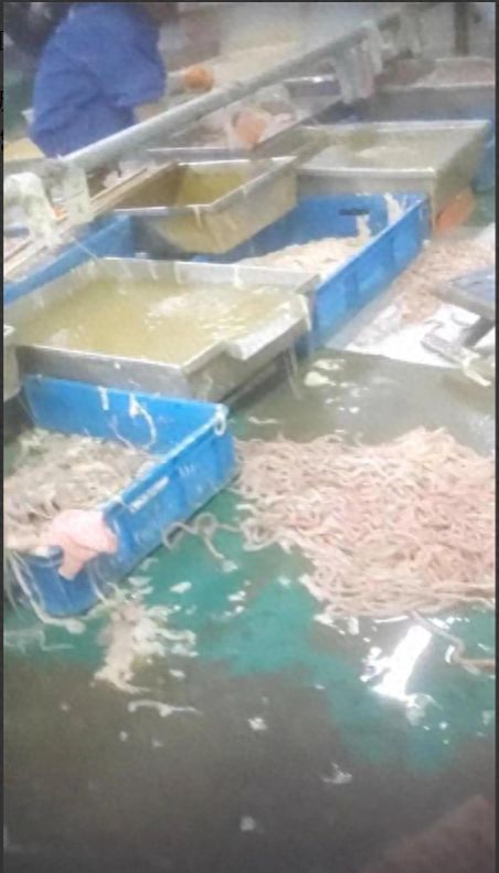 記者揭食品廠臟亂內(nèi)幕 衛(wèi)生問(wèn)題觸目驚心，電話泄露與焊錫絲銷售牽出背后利益鏈